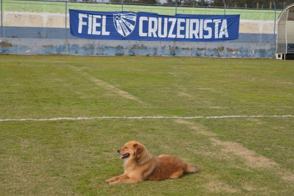 O que mais tinha lá pelas bandas do Lami eram cuscos perdidos. Esse, por exemplo, era o mais fotogênico de todos. (Foto: Lucas Gabriel Cardoso)