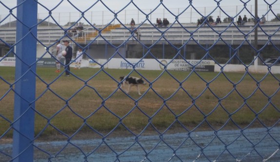 Cachorrinho se dirigindo ao portão de saída do gramado. (Foto: Amanda Joenck)