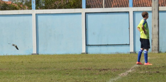 Tradicionais nos gramados gaúchos, os quero-queros davam seus rasantes mortais durante toda a partida. (Foto: Lucas Gabriel Cardoso)