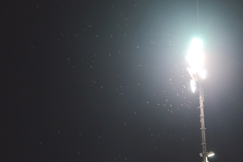 Guarani x GrêmioCSC_0187-6